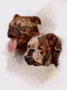 BULLDOGGE BEZAUBERNDE HUNDEGRUSS NOTIZKARTE ZWEI SCHÖNE HUNDE KOPF STUDIE #1 - Bild 1 von 1