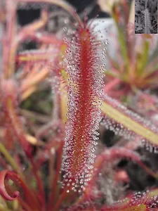 Semillas de Drosera Capensis - Imagen 1 de 25