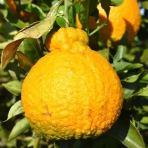 Ugli Orange Grafted Plant Ugli Citrus Fruit Tree Unique Tropical Tall 24 inchs - Picture 1 of 10