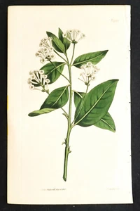 Impresiones florales antiguas 3 litografías Curtis 9" X 6" 1815/23/25!¡PRECIO CADA UNA! - Imagen 1 de 5