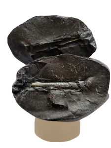 Pietra di Shaligram (ammonite) - Foto 1 di 9
