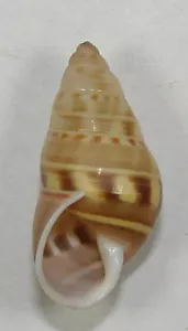AMPHIDROMUS FILOZONATUS 26.57mm BEAUTIFUL SPECIMEN Purworejo, Java, Indonesia - Picture 1 of 2