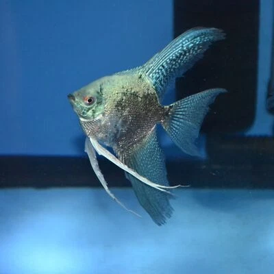 Blue Smokey Angelfish - Image 1 of 3
