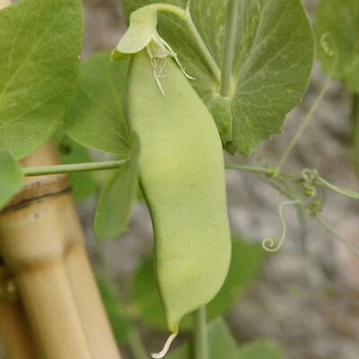 Semillas de vaina de azúcar Pea Oregon, guisante de nieve tierno, vainas crujientes, sin OGM, envío gratuito Foto 1 de 2
