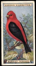 Tobacco Card, Ogdens, FOREIGN BIRDS, 1924, Scarlet Tanager, #41