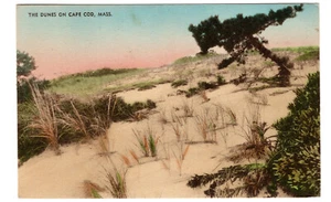 Vintage Postcard- The Dunes on Cape Cod, Massachusetts - Picture 1 of 2