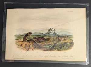 Original Octavo Audubon Vierbeiner Farblithographie Pl. 144 Townsend's Arvicola - Bild 1 von 7
