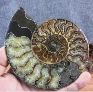 Natural Crystal Specimen healing Care +Stand 1PC Fossil Conch Ammonite 150G - Picture 1 of 5