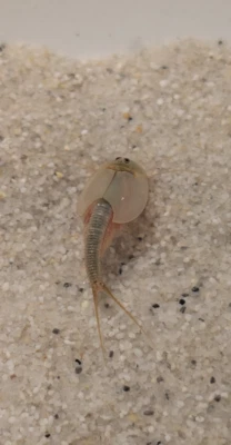 Triops Australiensis - Queensland, Urzeitkrebse Ansätze mit Futterproben u. Anl.