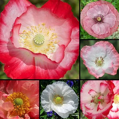 KLATSCHMOHN MIX 1.000 Samen PAPAVER RHOEAS Blumenwiese MOHN Blumensamen  - Bild 1 von 4