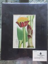 1800s Floral Botanical Art Lithograph Print 15 X 12 Matting Included 
