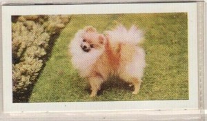 Hornimans Tea Dog Cards 1961. Pomeranian