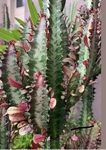 Euphorbia Trigona Live African Milk Tree Cactus 2 Unrooted Green Cuttings(MEDIUM - Picture 1 of 5