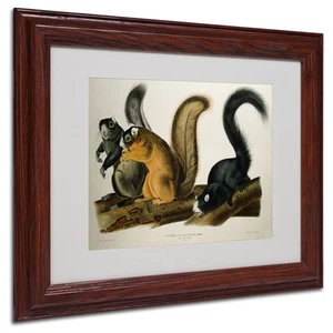 Fox Squirrel Matted Artwork by John James Audubon with Wood Frame, 11 by 14-Inch - Picture 1 of 3