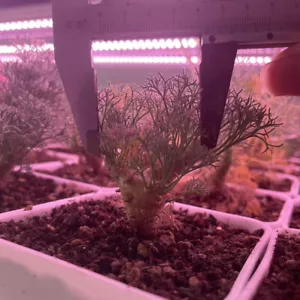 4-5cm 1PCS Cactus Plantes Vivantes Monsonia Peniculina Beau Jardin Racines Rare - Photo 1/5