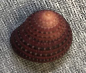 Clanculus pharaonius (top fragola) 17,9 mm!!! - Foto 1 di 3