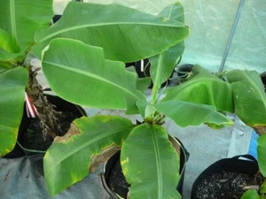 Dwarf Cavendish Banana Tree Local Pickup - Picture 1 of 3