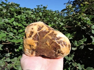 Good Quality Whole California Jasper - Agate Quartz Nodule (3 lb+) GOLD & MAROON - Picture 1 of 14