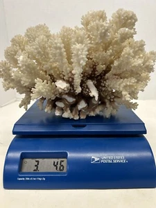 Coral de arrecife de tallo marrón blanco natural genuino 3 libras. 46. Aprox 6x 10 pulgadas - Imagen 1 de 14