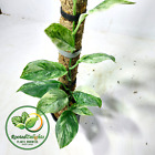 Scindapsus Exotica Marble Variegated Free Phytosanitary