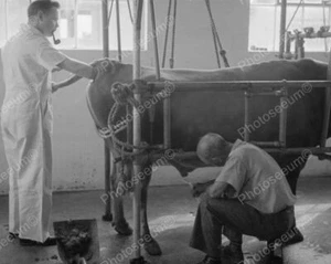 Semen Collection From A Dairy Bull 1930's Vintage 8x10 Reprint Of Old Photo - Picture 1 of 1