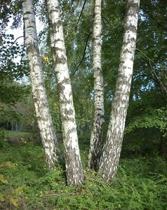 European White Birch, (Silver Birch), Betula pendula alba, Verucossa Tree Seeds - Picture 1 of 2