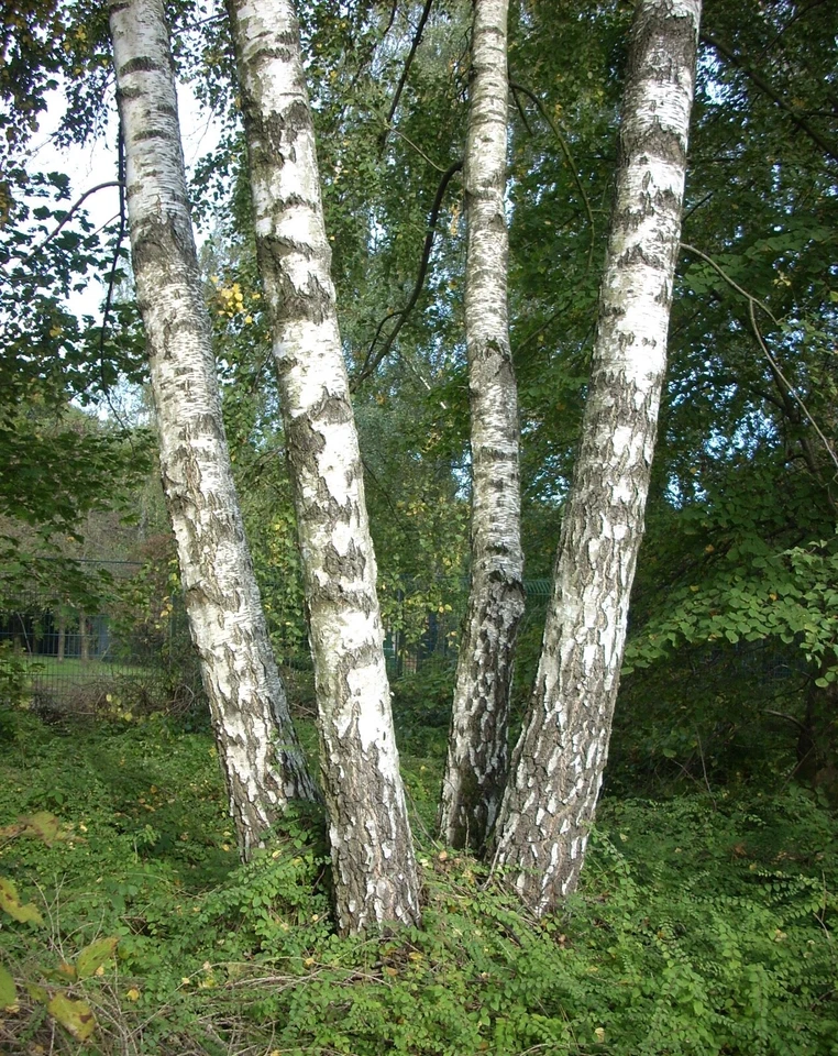 Европейская белая береза (серебряная береза), семена дерева бонсай Betula pendula alba - Изображение 1 из 2