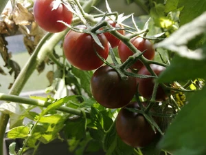50 Organic Black Cherry Small-Fruit Tomato Heirloom Seeds Non-GMO Cherry Tomato - Bild 1 von 5