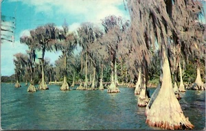 Cypress Trees Cypress Gardens Winter Haven FLORIDA Postmarked 1965 POSTCARD D18 - Picture 1 of 2