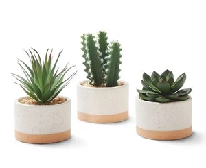 Artificial Succulent Plants in Ceramic Pots, Faux Assorted Succulents Fake Ca... - Picture 1 of 7