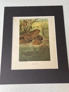 Chromolithograph Circa 1880's L. Prang/Selmar Hess - BULL FROG - Picture 1 of 8