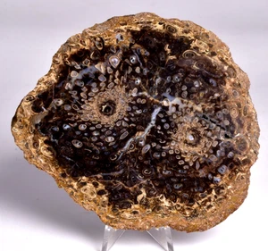 PALAEOSMUNDA WILLIAMSII Gould Plant Fossil Slice, QLD Australia S710 - Imagen 1 de 6