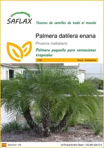 SAFLAX - Palmera datilera enana - 25 semillas - Phoenix - Imagen 1 de 9