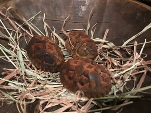 Huevos primitivos Spring Bowl Relleno Homestead Country Armario Tuck - Imagen 1 de 12