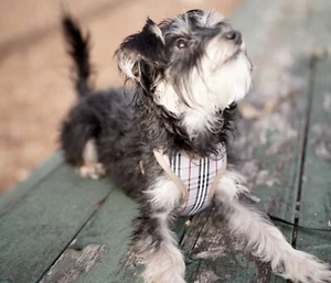 Luxury Designer Dog Fashion Vest harness and Leash Set Small Dogs Apparel - Picture 1 of 4