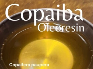 Copaiba Oleo Copaiba oleoresin harvested 07/22/25~ fresh pure Copaifera p (1oz) - Picture 1 of 5