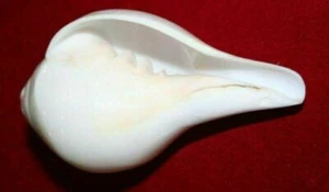 New Hindu Pooja Blowing Sound Shankha Shankh Conch Shell Hindu Divine Worship - Picture 1 of 3