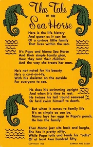 The Tale Of The Sea Horse Found In Large Numbers Chrome Postcard - Picture 1 of 2