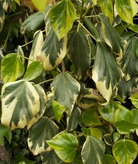 ♫ LIERRE des Canaries 'Gloire de Marengo' ♫ Graines ♫ Plte Ornementale Grimpante - Photo 1/1