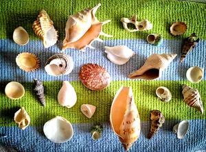 Assorted Natural Seashells for Crafts, Aquarium and Terrarium Decoration - Picture 1 of 3