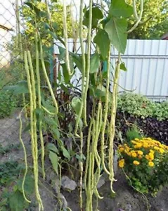 10 Samen Meterbohne, Vigna sinensis, bis 1m lang, Samenfest - Bild 1 von 2