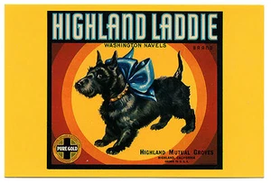 SCHOTTISCHER TERRIER AUF WERBUNG HUND KUNST POSTKARTE HIGHLAND LADDIE - Bild 1 von 1