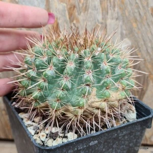 Notocactus roseoluteus vase 9 cm Cod.2812-23 - Picture 1 of 3