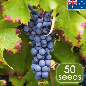 Cabernet Sauvignon Grape Seeds 50 RARE Grape Seed Wine Fruit Vine Plant Tree - Picture 1 of 2