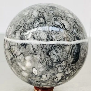 Insectoconcha Natural Cristal Fósil Bola Cuarzo Cristal Esfera Reiki Healing3340G - Imagen 1 de 12