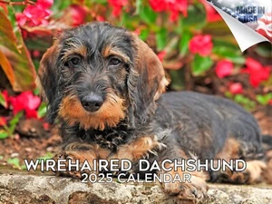Dachshund - Wirehaired Dog Breed Calendar 2025 12x18 Made in USA - Picture 1 of 7