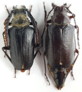 Cerambycidae Prioninae Psilotarsus hirticollis hirticollis Kazakhstan PAIR - Picture 1 of 1