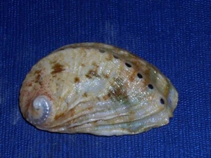 HALIOTIS TUBERCOLATA LAMELLOSA SPECIAL WHITE - Picture 1 of 2