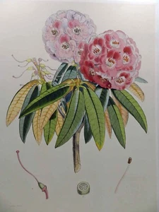 Rhododendrons of Sikkim-Himalaya Joseph Hooker Pink Floral Wall Decor Art Print - Picture 1 of 9