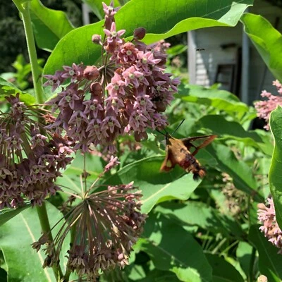 Bulk, 1500 seeds, Common Milkweed, Asclepias Syriaca, Monarch Butterfly  - Image 1 of 4